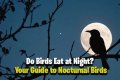 What eats bird food at night?